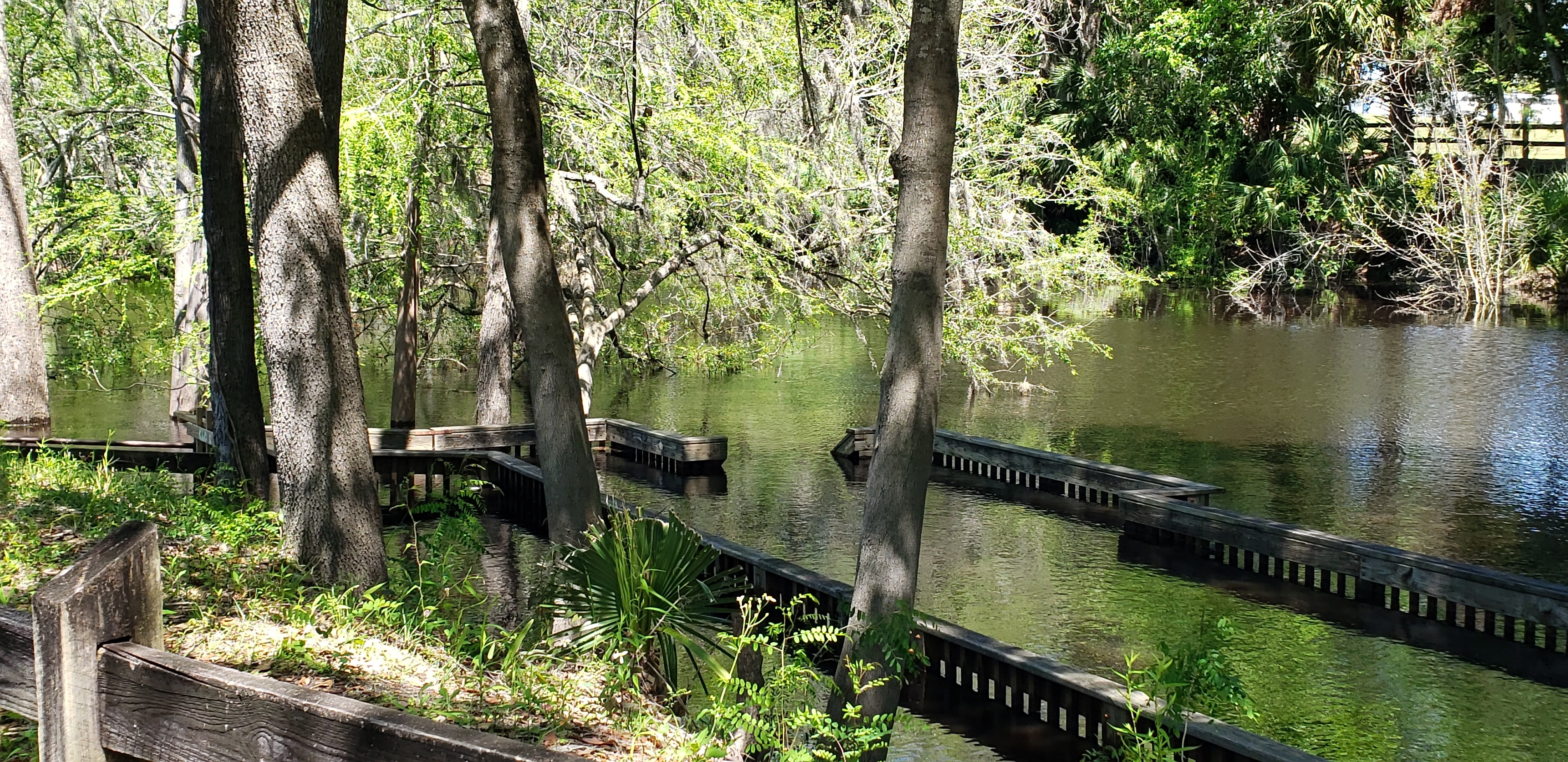 Underwater, Ivey Memorial Park Ramp, Suwannee River @ US 27 2024-04-04