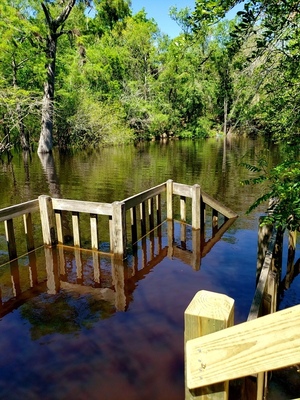 [Underwater, Royal Springs Ramp, Suwannee River @ 157 Drive 2024-04-04]