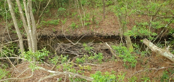 Drainage ditch, Candleglow Trail, Little River 2024-04-16, 16:03:58, 30.8611980, -83.3630140