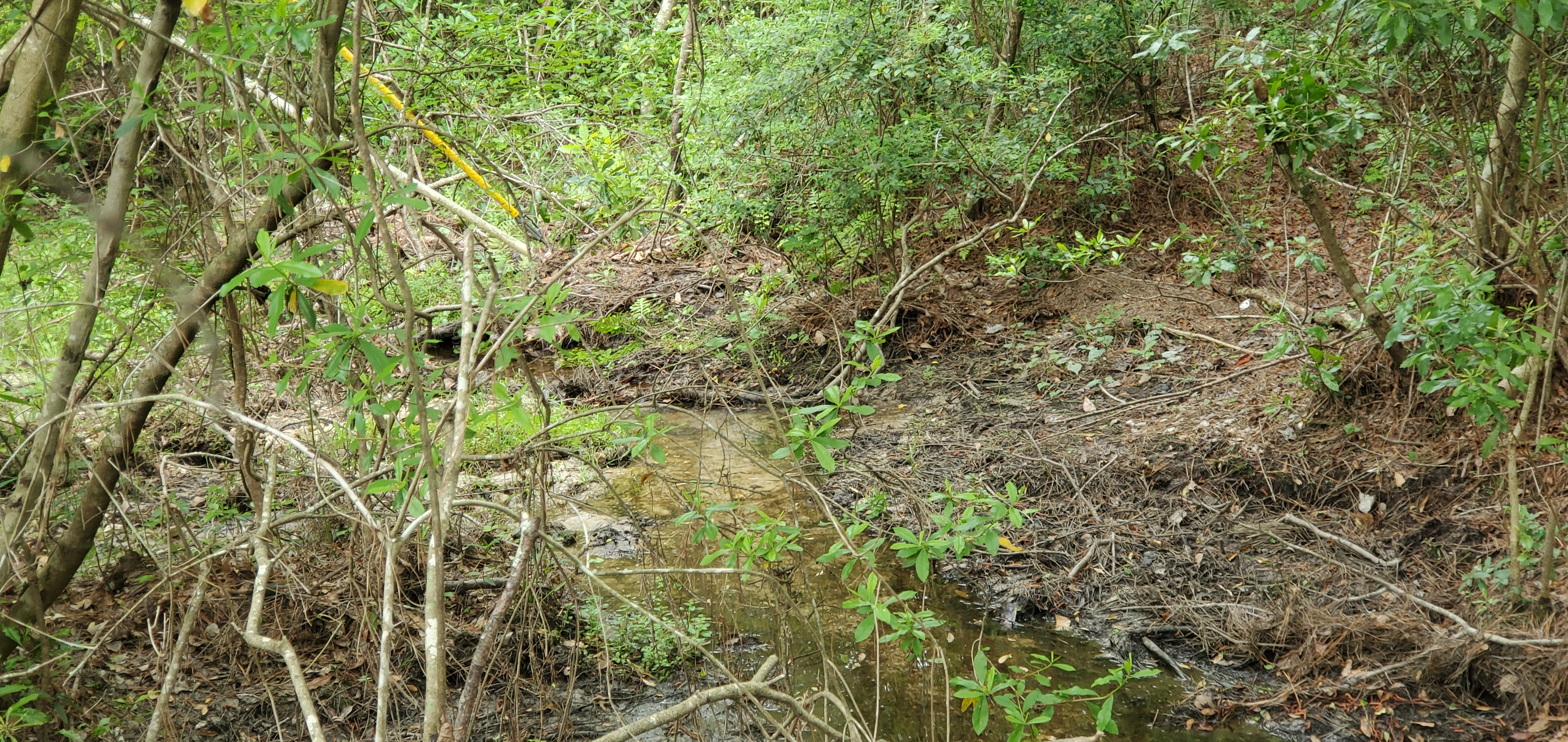 Drainage ditch obstruction, Candleglow Trail, Little River 2024-04-16, 16:04:27, 30.8611980, -83.3630140