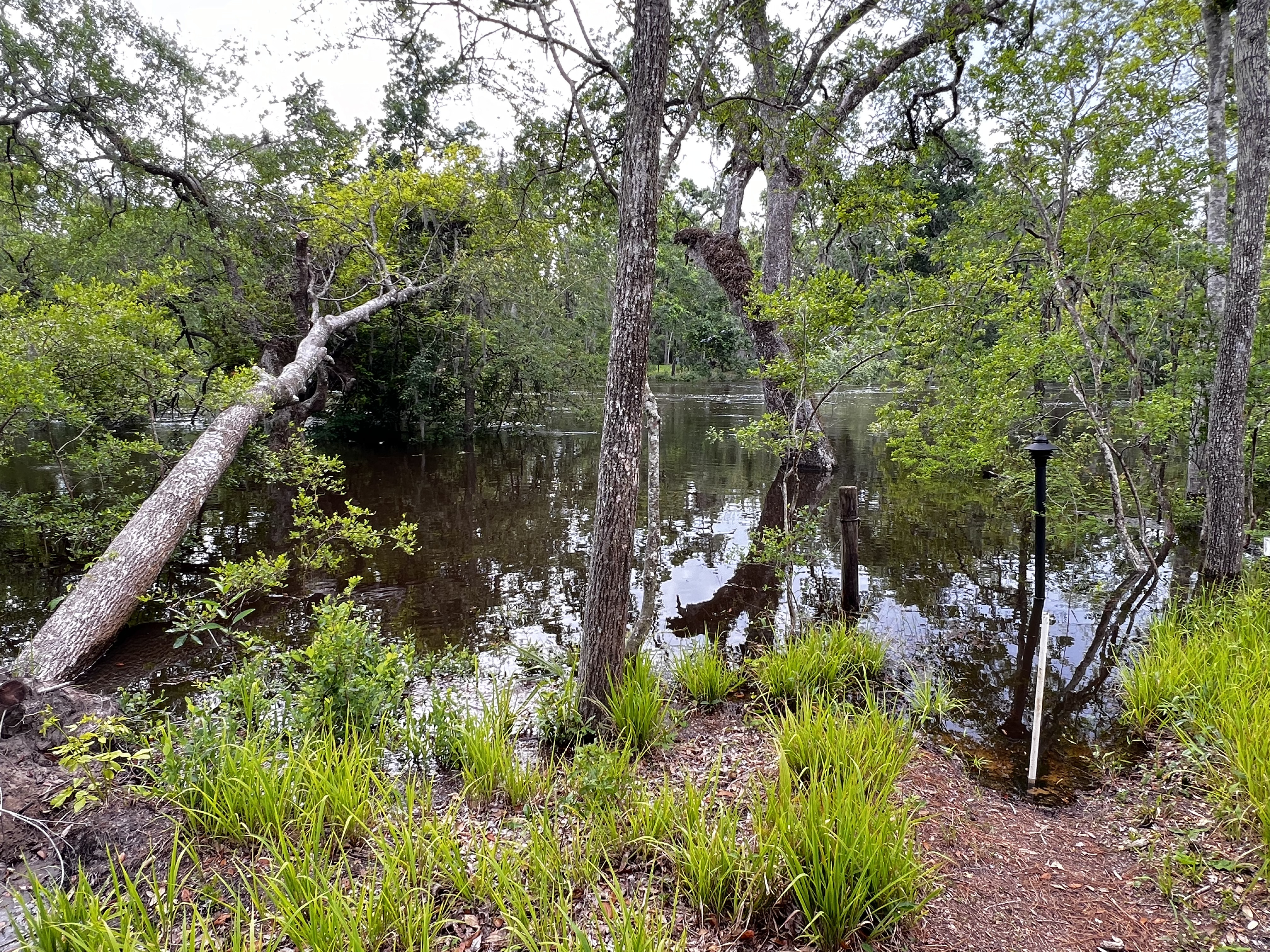 Holly Point, Withlacoochee River, 2024-04-17