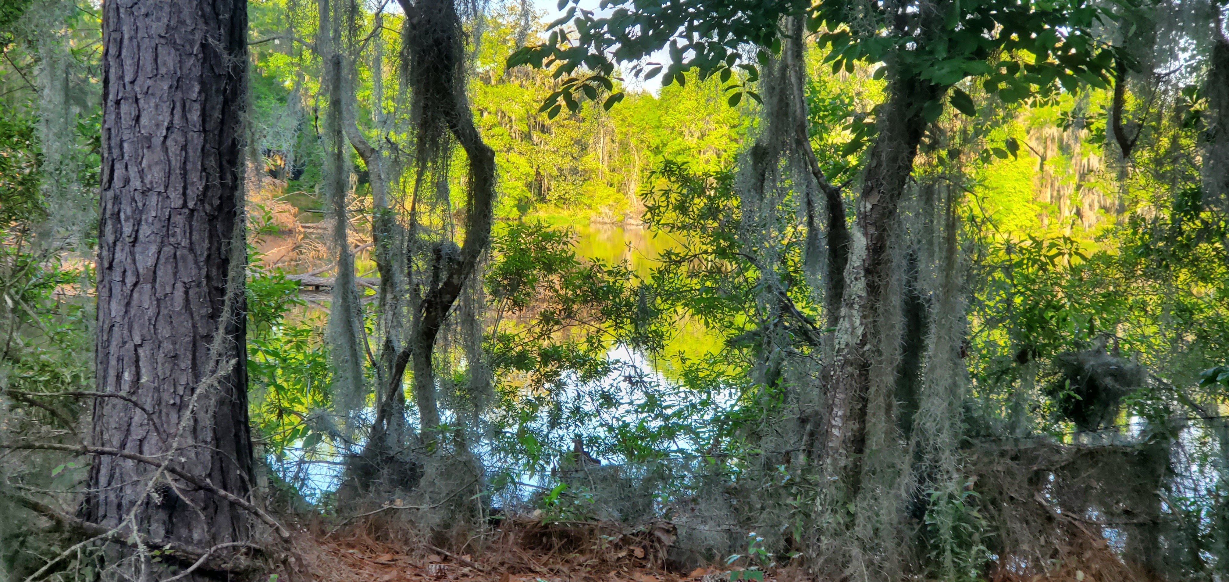 Detention pond on Wetherington Branch, 2024:04:14 18:43:33, 30.8292713, -83.3575447