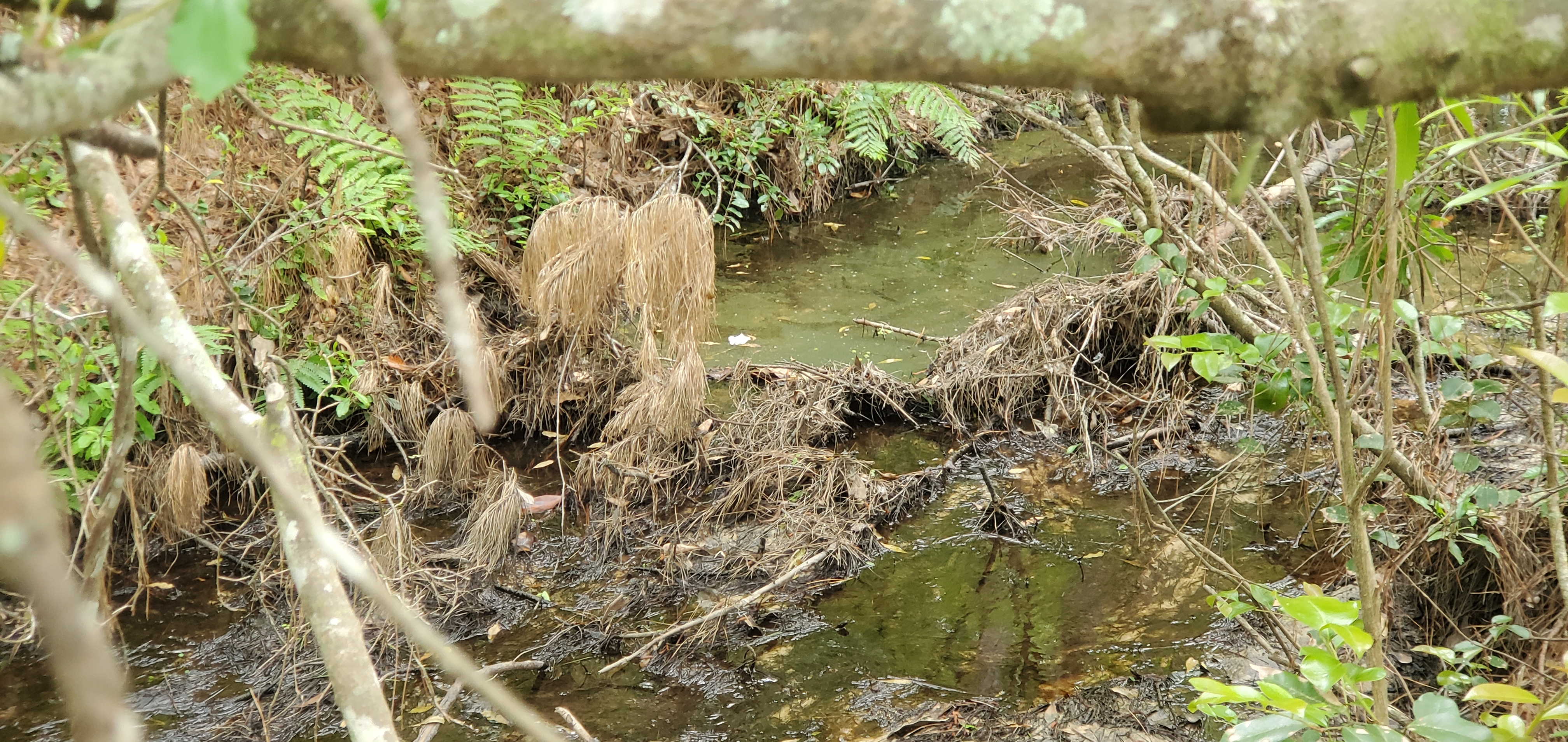 Drainage ditch upstream, Candleglow Trail, Little River 2024-04-16, 16:04:34, 30.8611980, -83.3630140