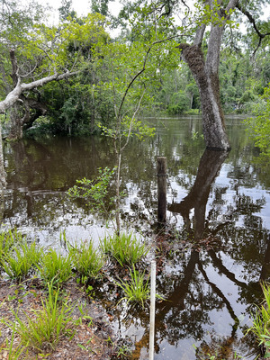 [Other, Holly Point, Withlacoochee River, 2024-04-17]