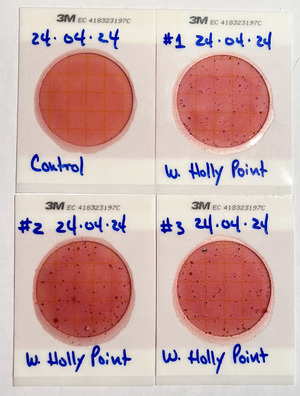 [Plates, Holly Point 2024-04-25]