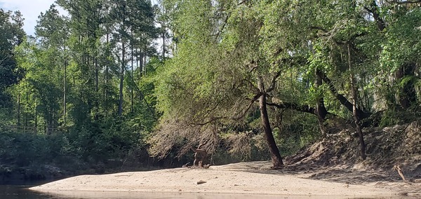 [Odd stump sculpture, right bank, 10:12:35, 30.8059789, -83.0194172]