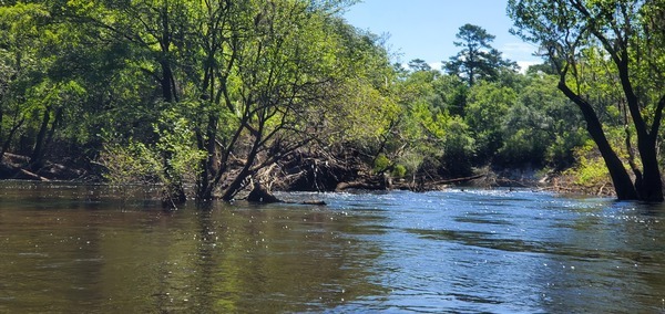 [Looking upstream at a deadfall, 11:52:40, 30.7845821, -83.0414641]