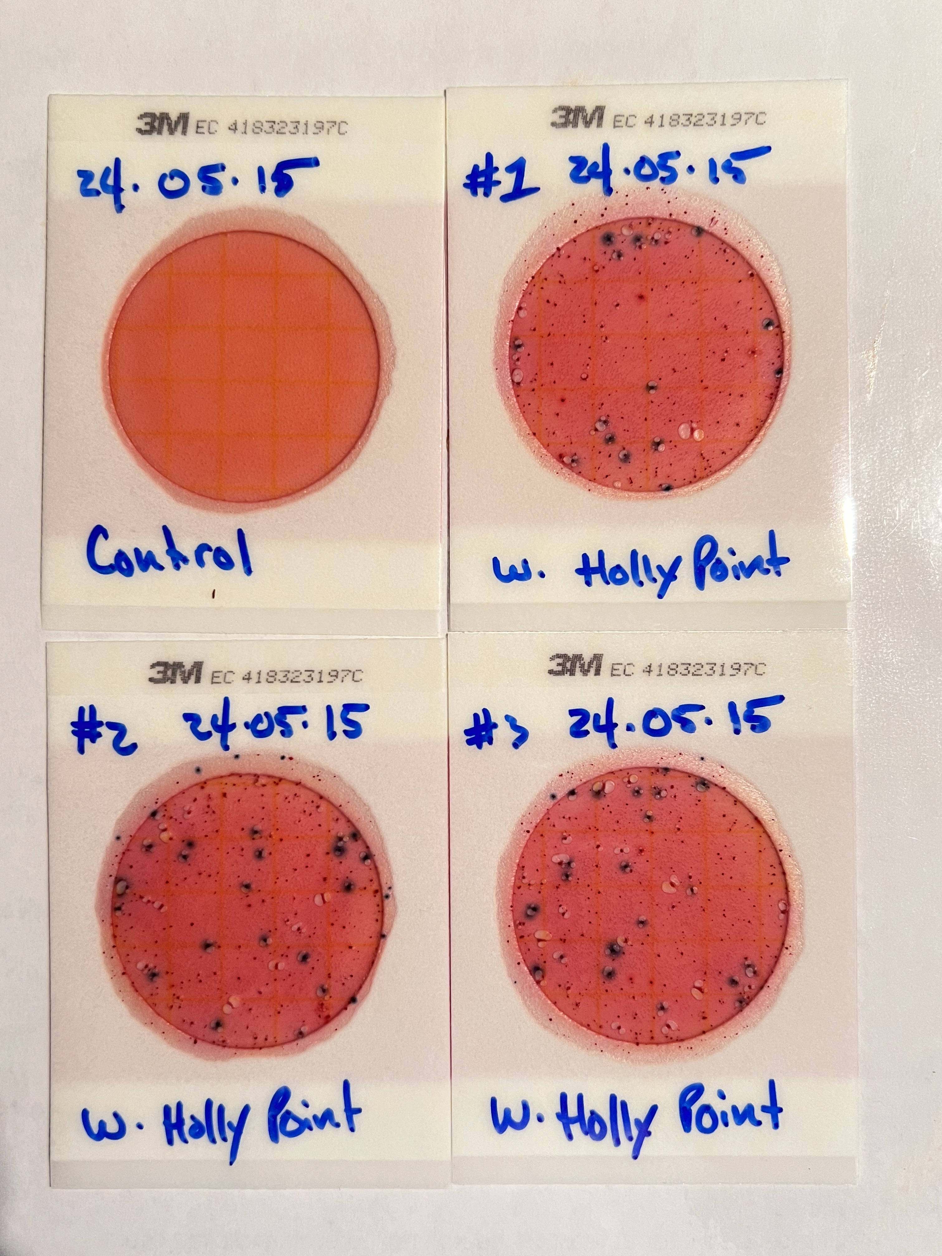 Plates, Holly Point 2024-05-15