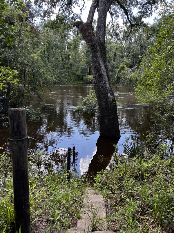 [Holly Point, Withlacoochee River @ NE Withla Bluffs Way 2024-05-22]