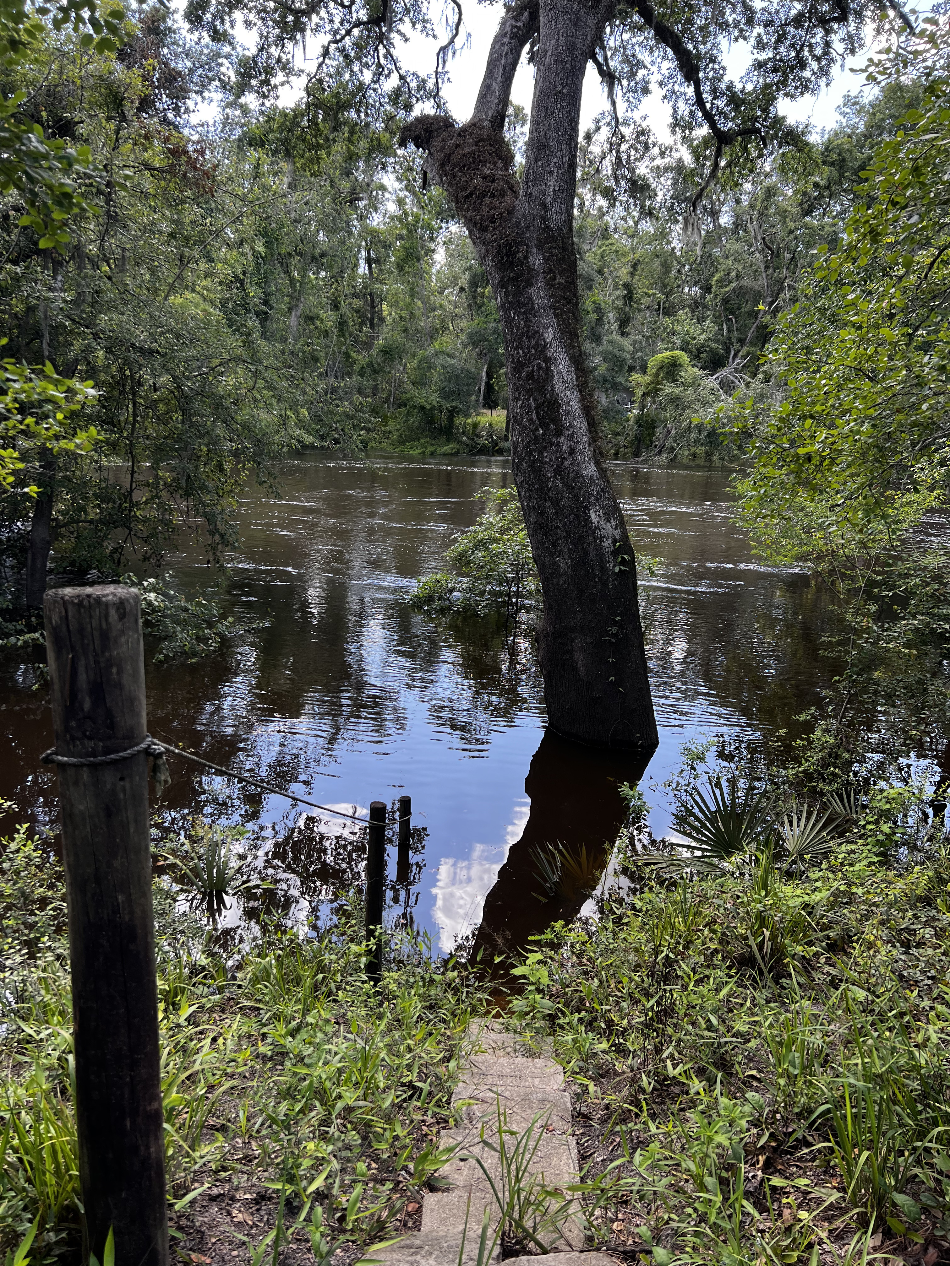 Holly Point, Withlacoochee River @ NE Withla Bluffs Way 2024-05-22