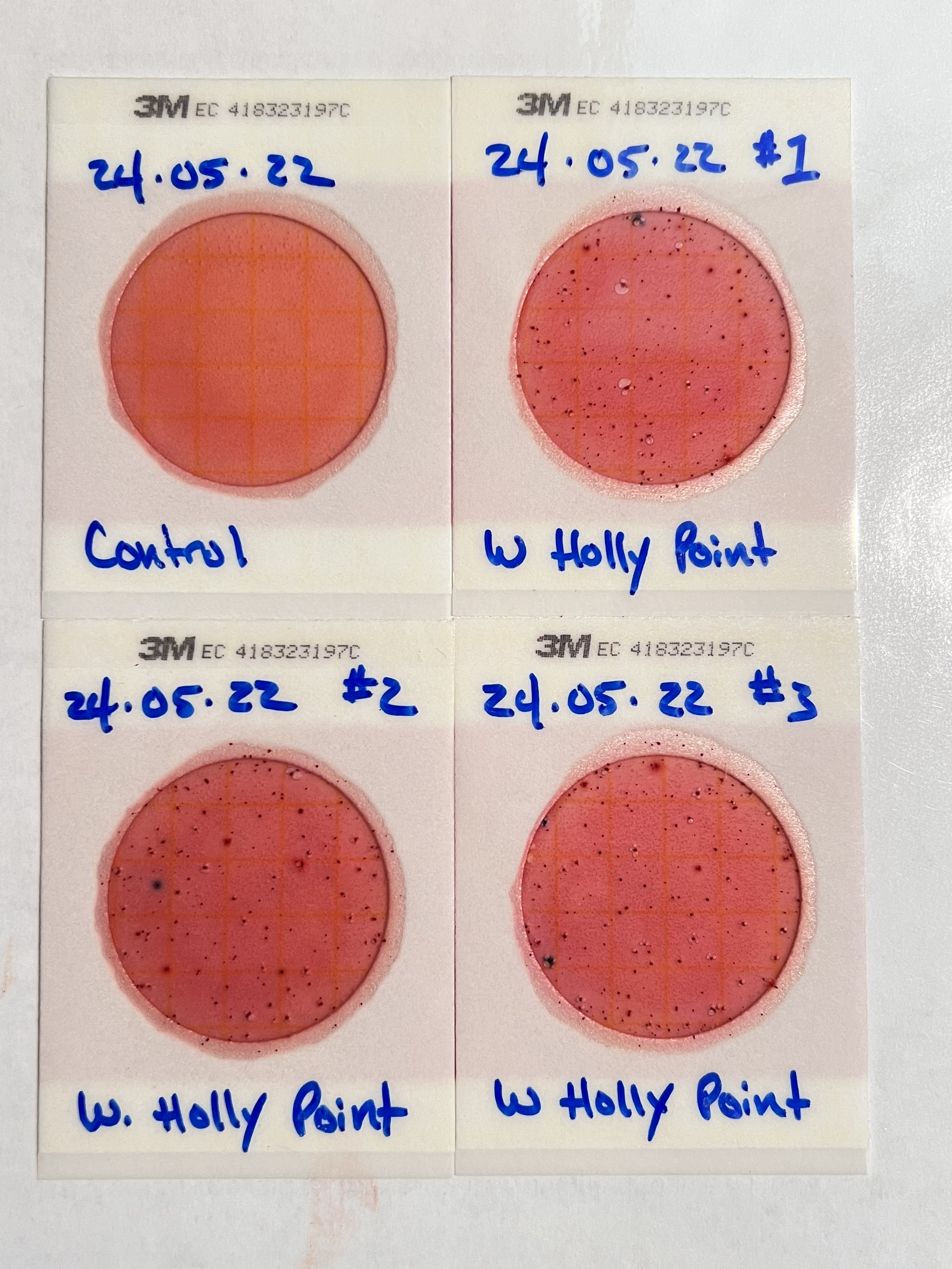 Plates, Holly Point 2024-05-22