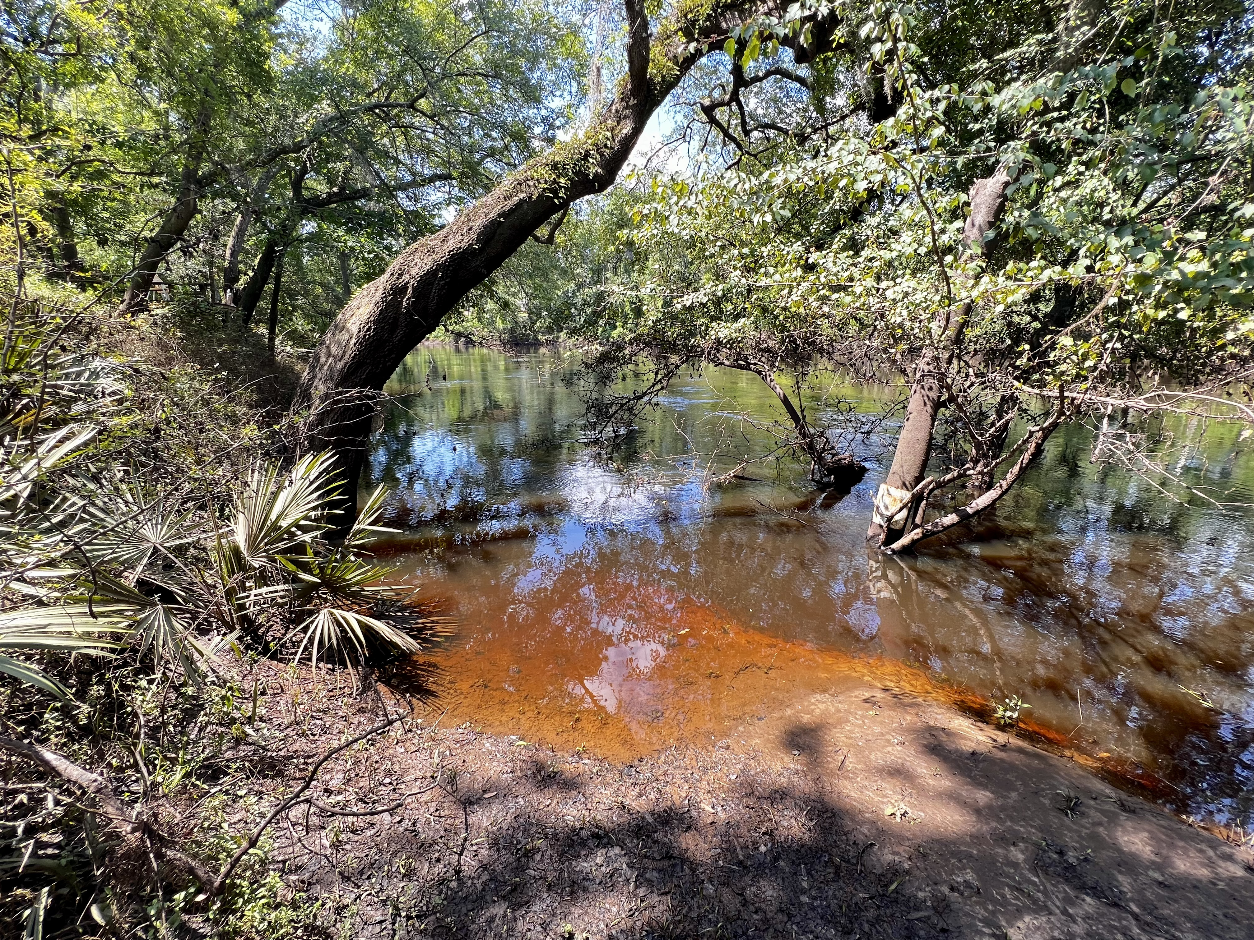 Holly Point other, Withlacoochee River @ NE Withla Bluffs Way 2024-06-05