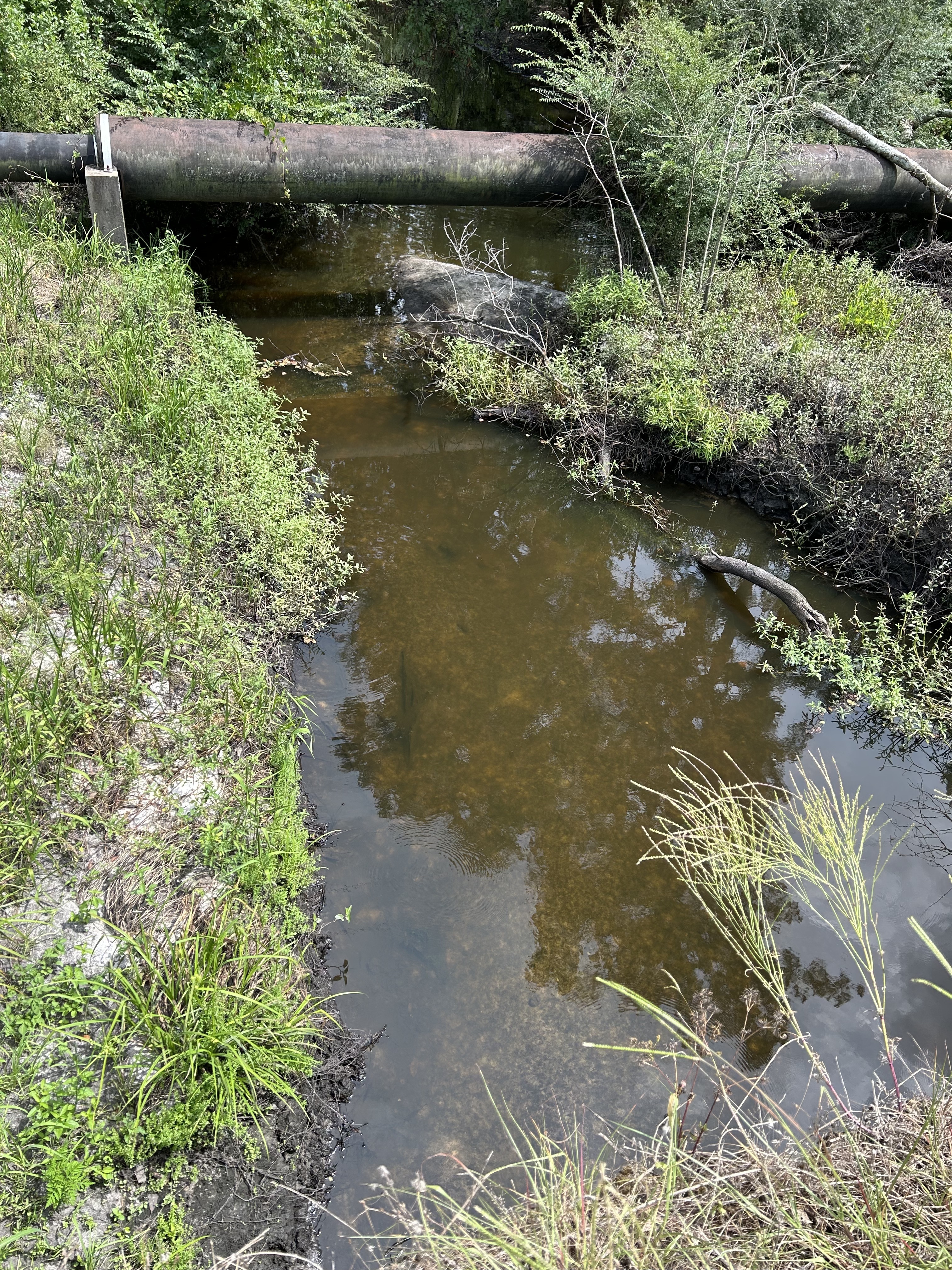 Knights Ferry Boat Ramp, Knights Creek @ Howell Road 2024-06-11