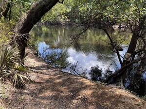 [Holly Point other, Withlacoochee River @ NE Withla Bluffs Way 2024-06-13]