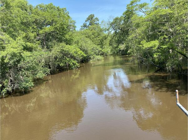 [Above Sheboggy Boat Ramp, Alapaha River @ US 82 2024-05-31]