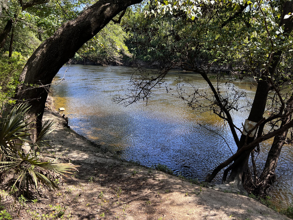 Other, Holly Point, Withlacoochee River 2024-06-19