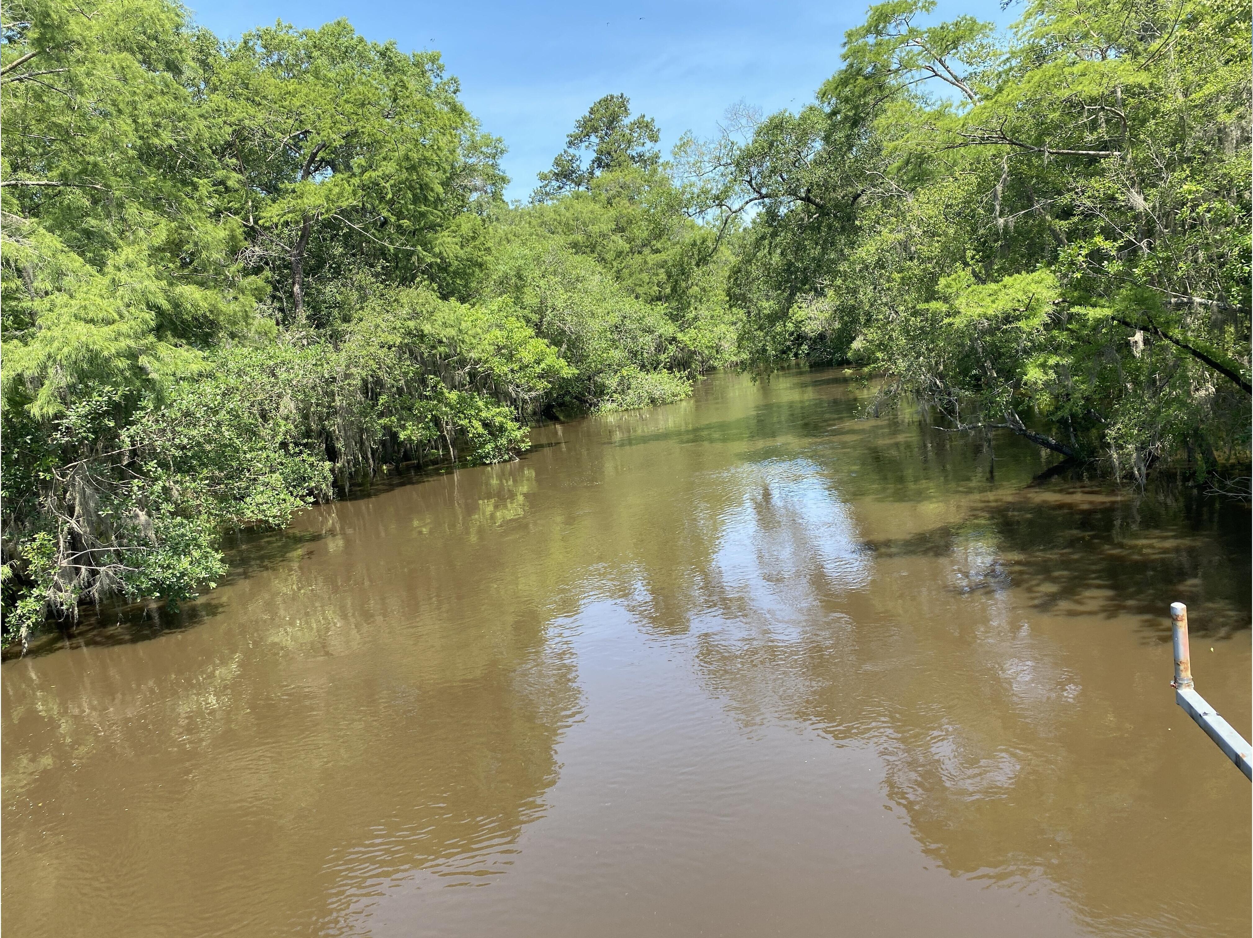 Above Sheboggy Boat Ramp, Alapaha River @ US 82 2024-05-31