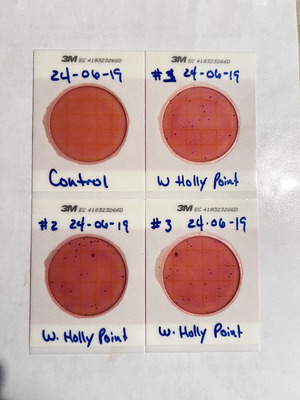 [Plates, Holly Point, Withlacoochee River 2024-06-19]