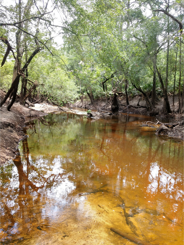 downstream, Withlacoochee River @ Franklinville Road 2024-06-27