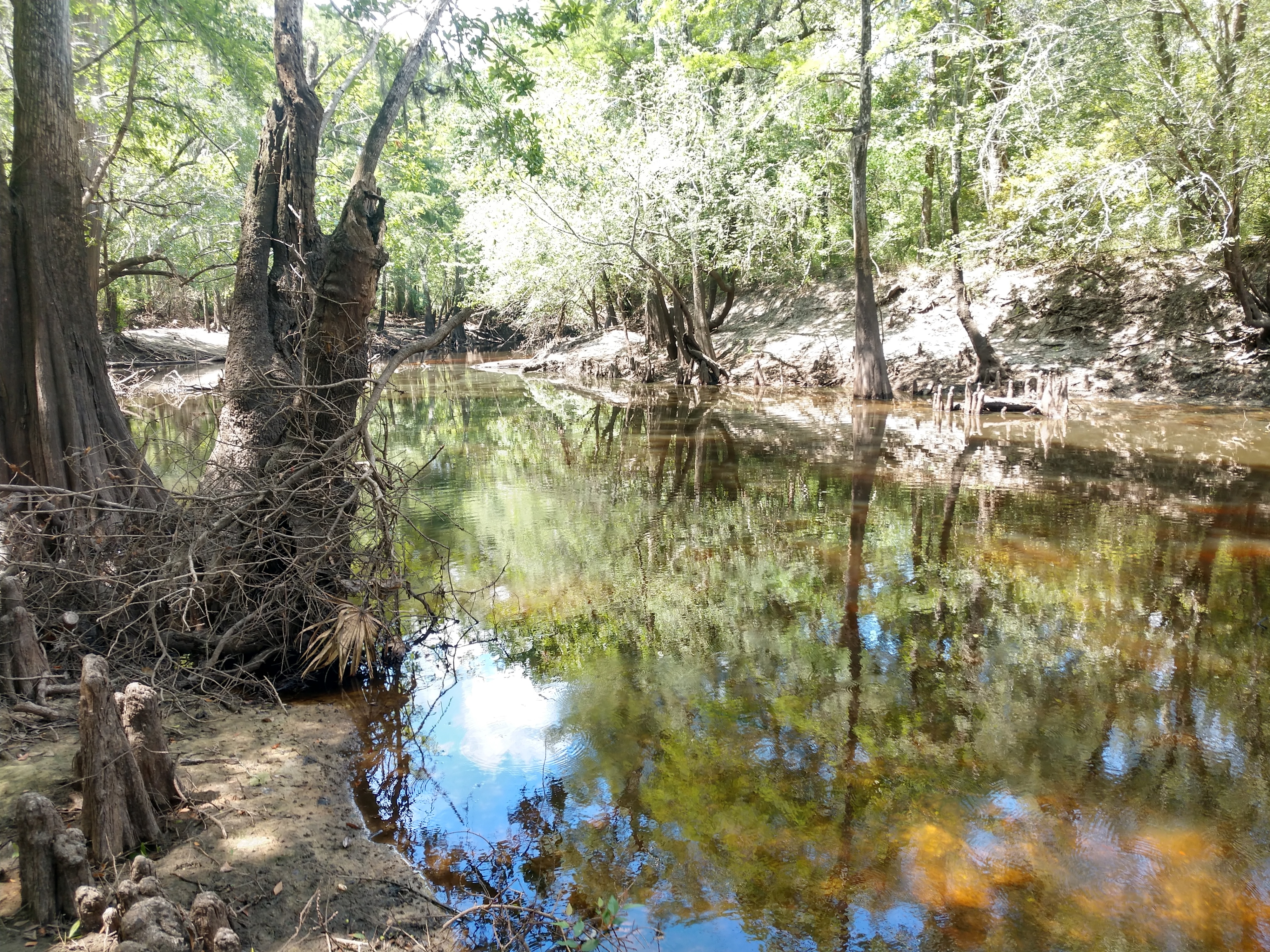 Withlacoochee River @ Langdale Park 2024-06-27