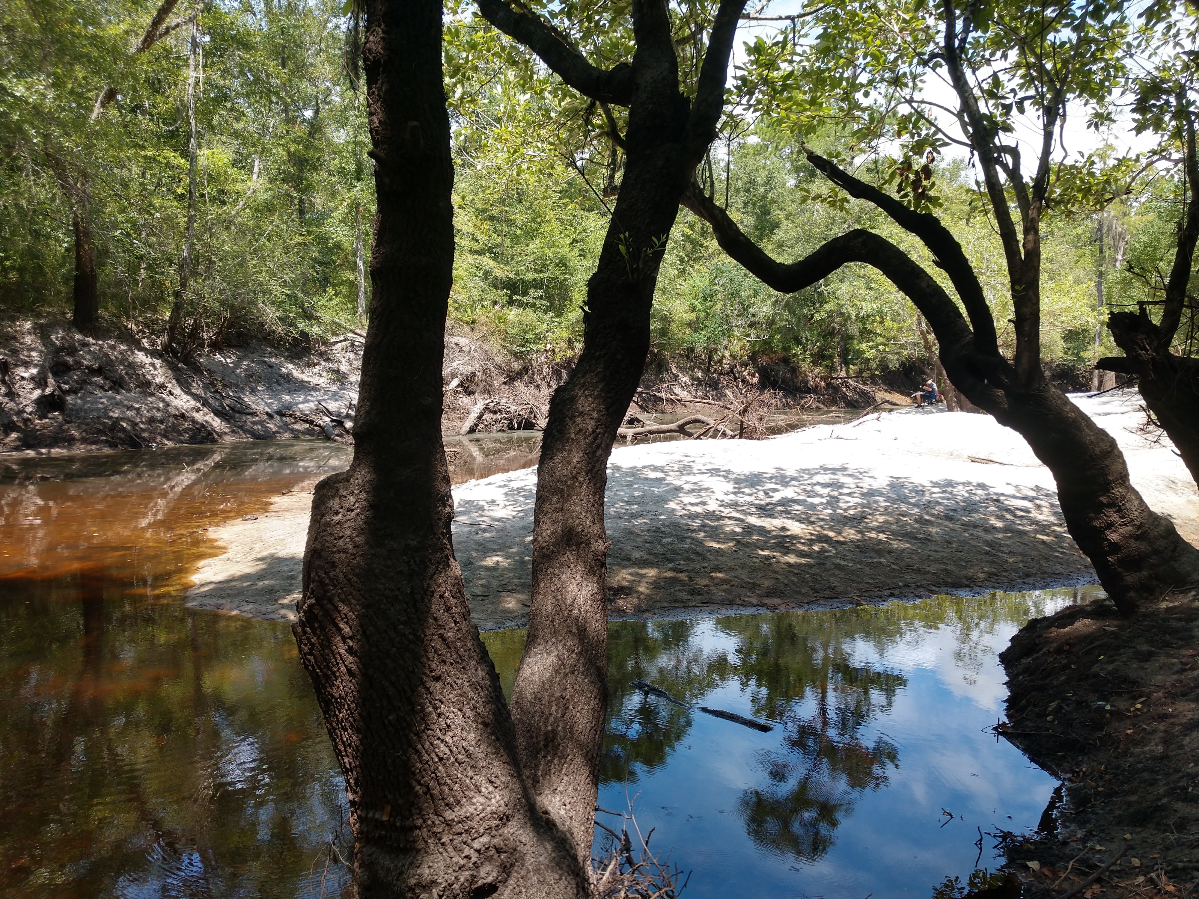 Downstream, Withlacoochee River @ Langdale Park 2024-06-27