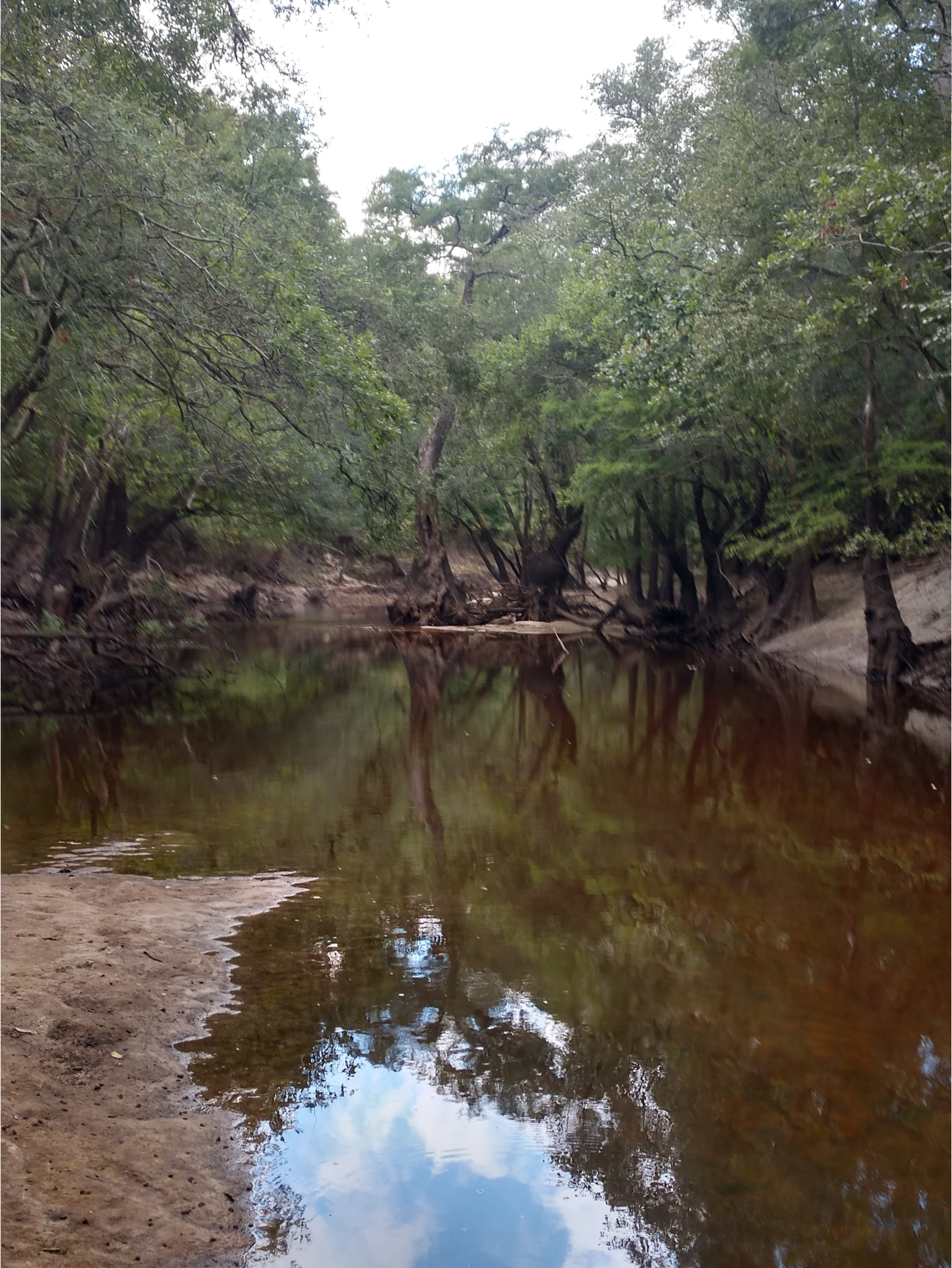 Downstream, Withlacoochee River @ Staten Road 2024-06-27