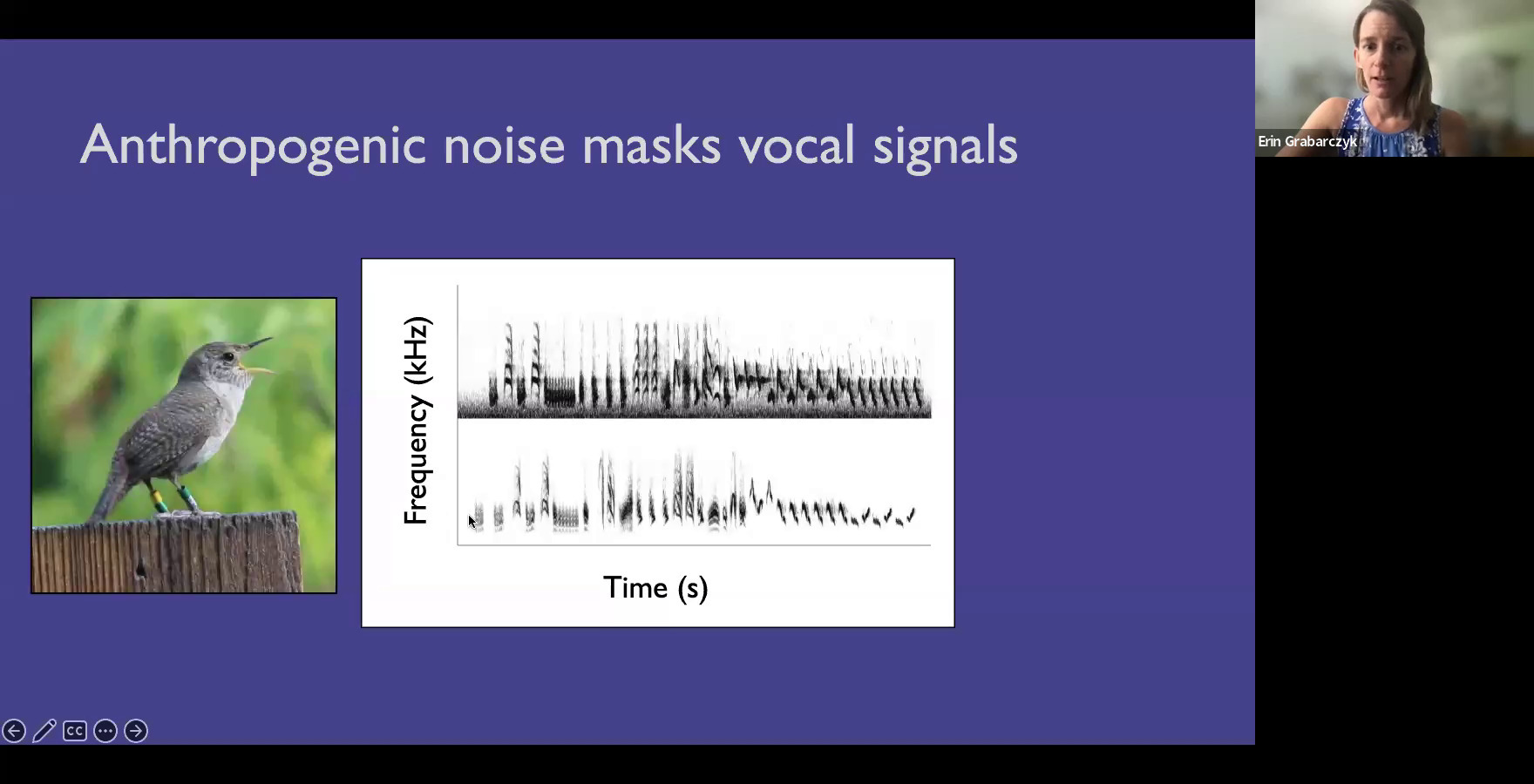 Anthropogenic noise masks vocal signals