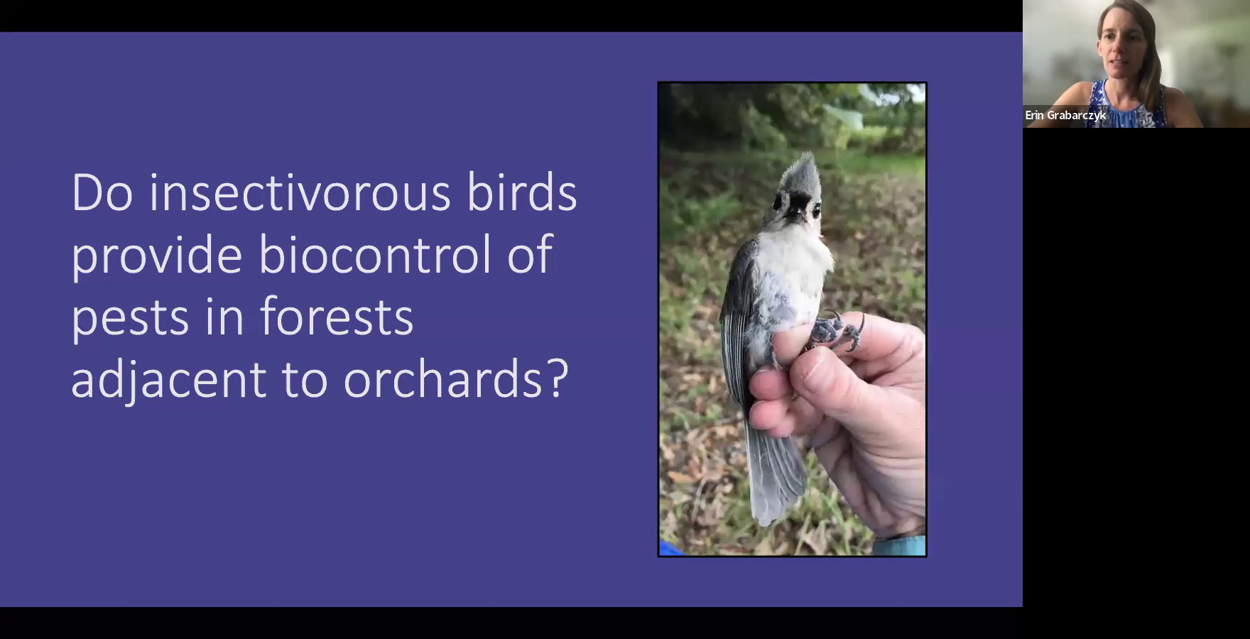 Do insectivorous birds provide biocontrol of pests in forests adjacent to orchards?