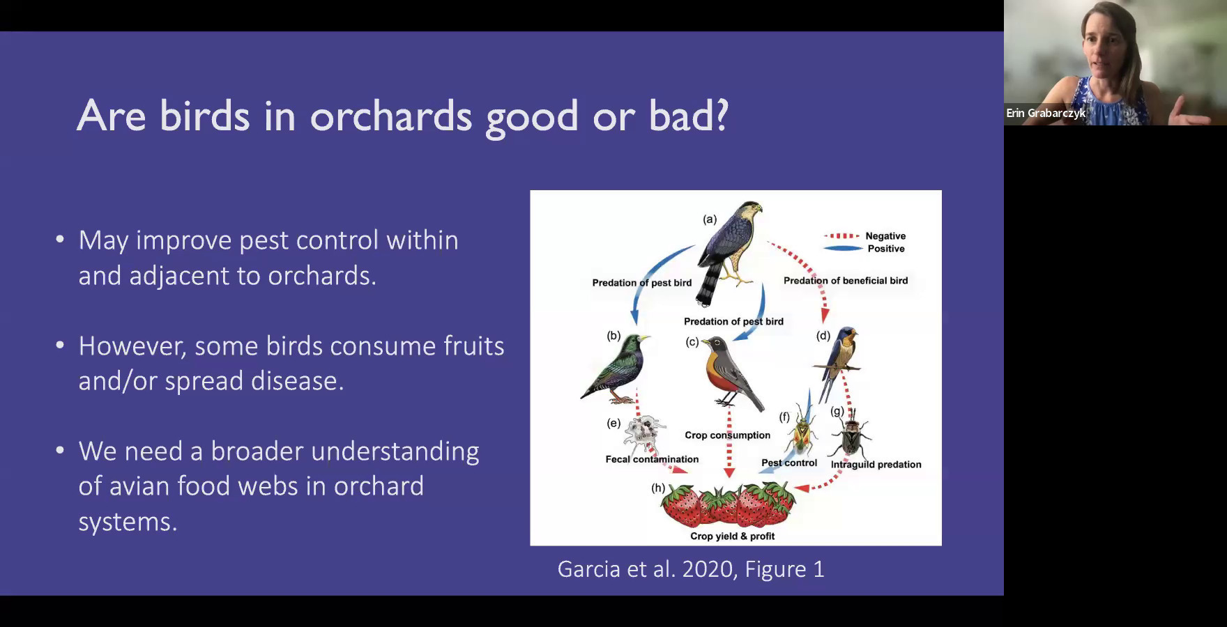 Are birds in orchards good or bad?