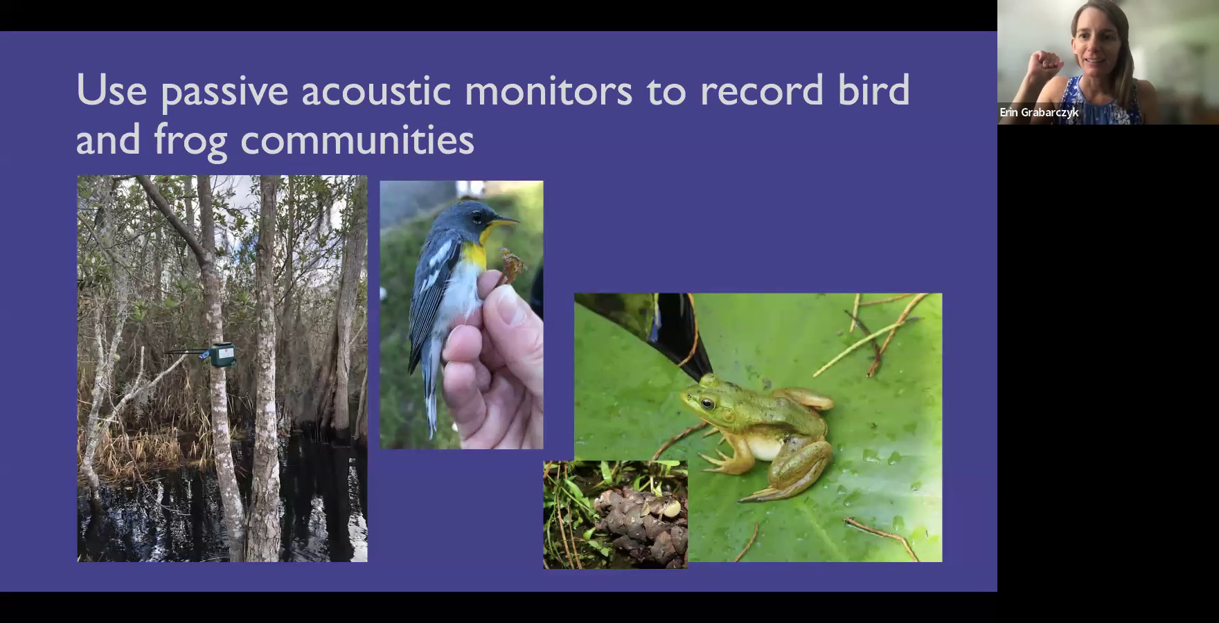 Use passive acoustic monitors to record bird and frog communities