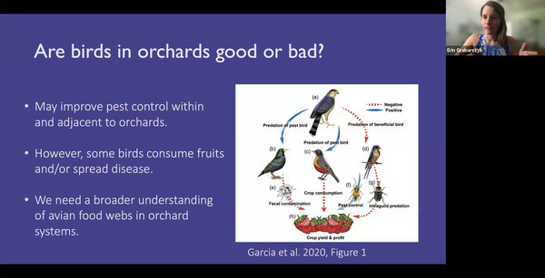 [Are birds in orchards good or bad?]