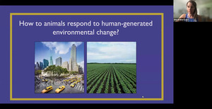 [How to animals respond to human-generated environmental change?]