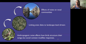 [Effects of noise on vocal communities]