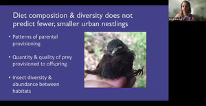 [Diet composition & diversity does not predict fewer, smaller urban nestlings]