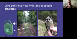 [Lure birds into nets with species-specific playbacks]