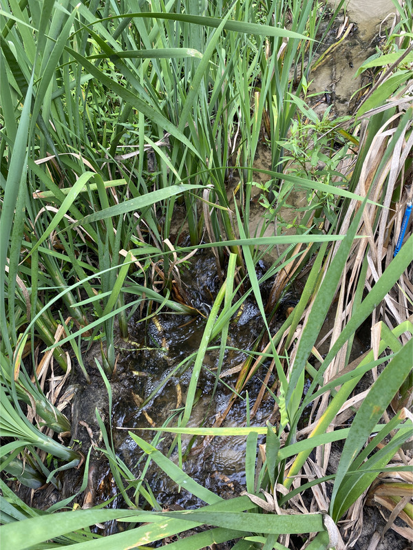 [Alapaha WWTP Outflow, Alapaha River 2024-07-04]