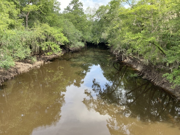 [Above Sheboggy, Alapaha River 2024-04-07]