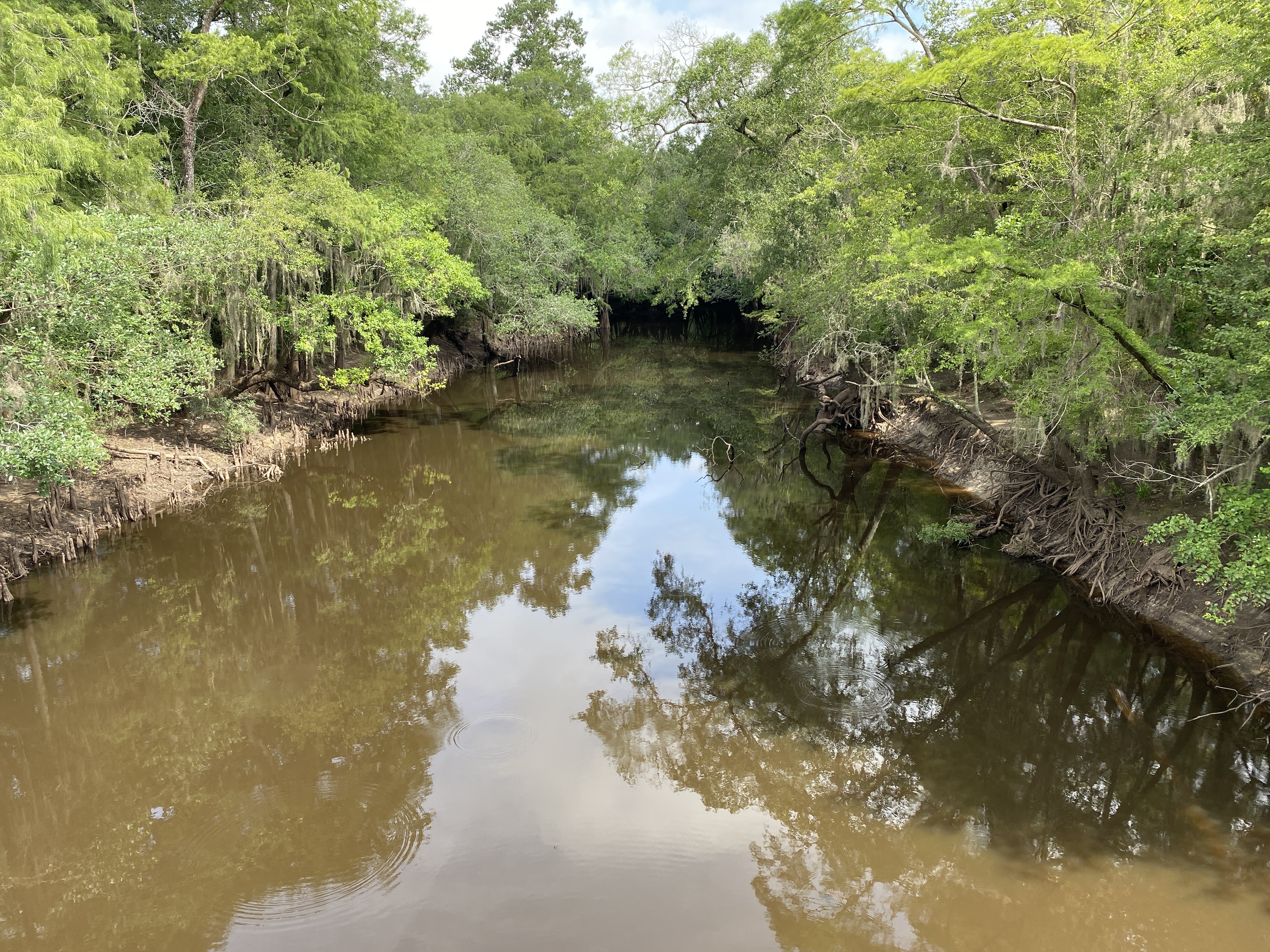 Above Sheboggy, Alapaha River 2024-04-07