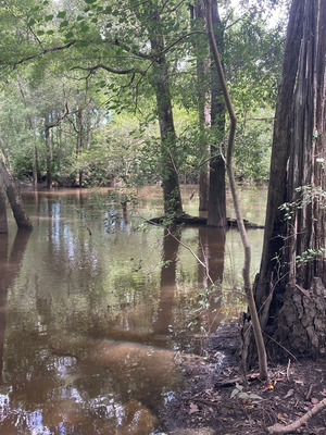 [Staten Road other, Withlacoochee River @ Staten Road 2024-07-11]