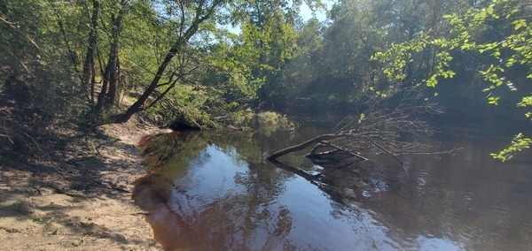 Upstream Alapaha River, Jennings Bluff, 2024:07:13 10:10:38, 30.5798837, -83.0391894