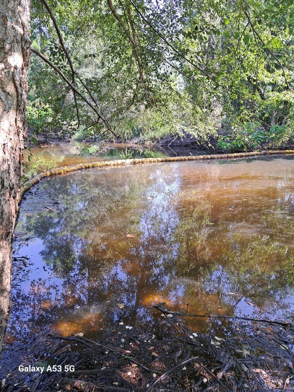 [Sugar Creek, Withlacoochee River 2024-07-13]