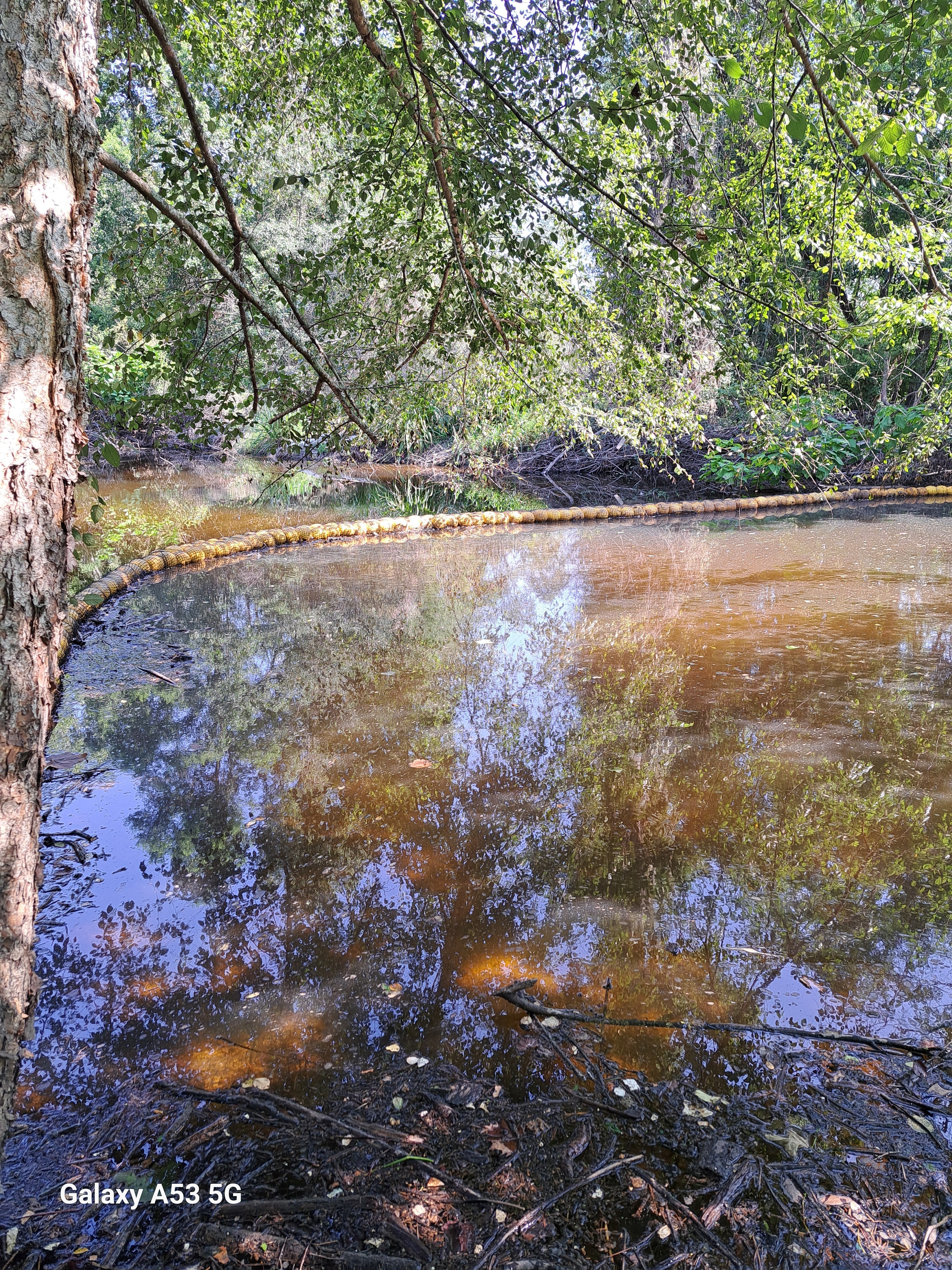 Sugar Creek, Withlacoochee River 2024-07-13