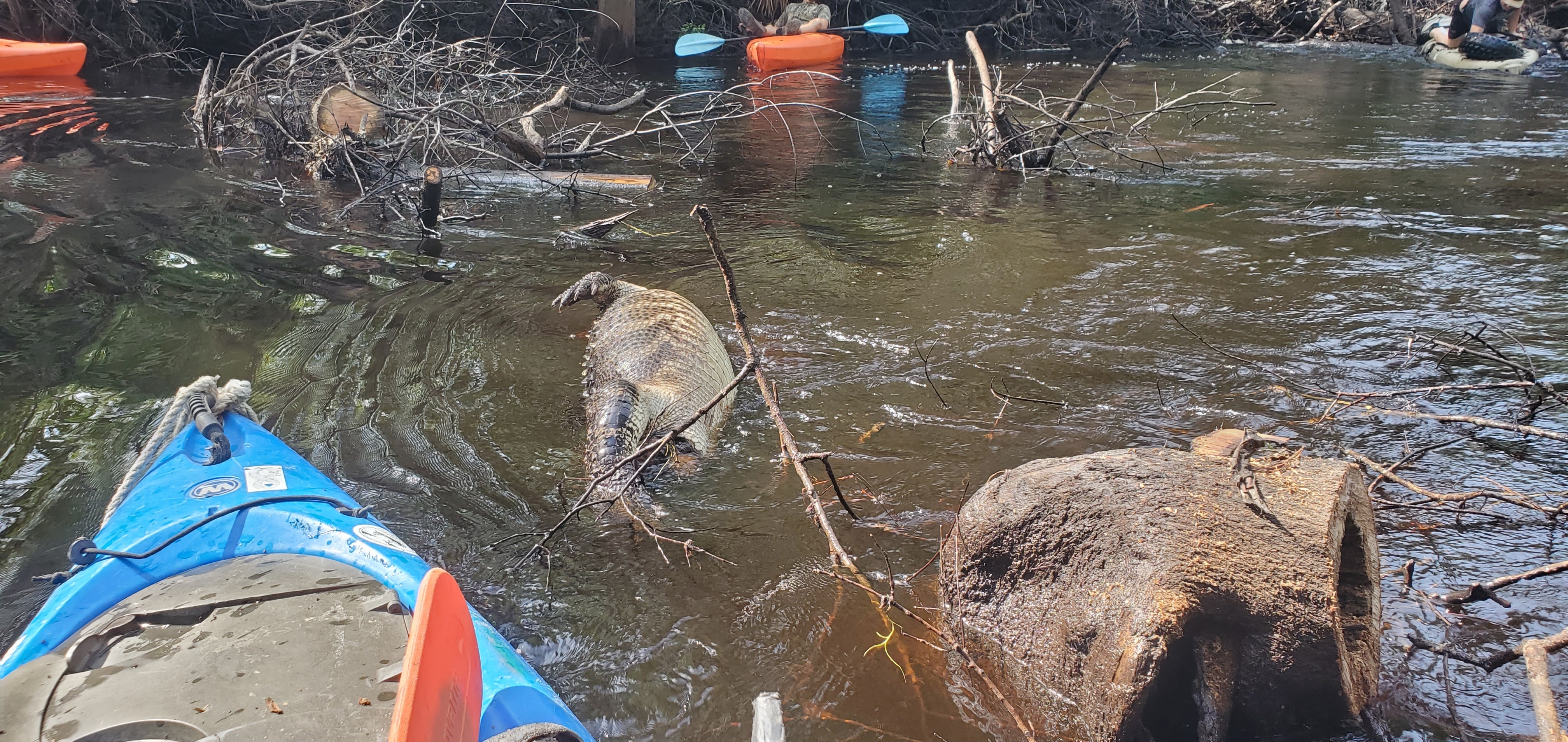 Dead gator in river and Bird Chamberlain climbing back in boat, 2024:07:21 10:25:56