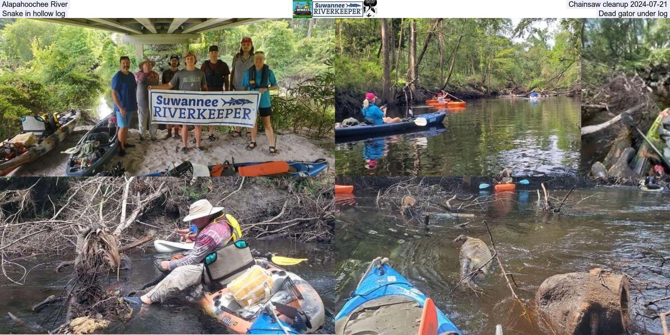 Alapahoochee River, Chainsaw cleanup 2024-07-21, Snake in hollow log, Dead gator under log