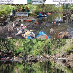 [Alapahoochee River, Chainsaw cleanup 2024-07-21, Snake in hollow log, Dead gator under log]