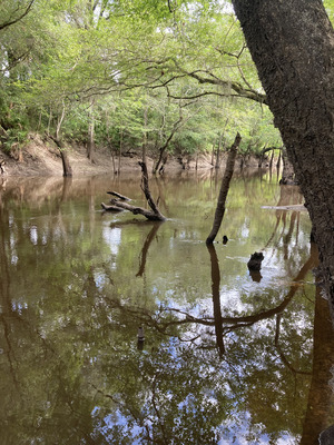 [Staten Road other, Withlacoochee River @ Staten Road 2024-07-25]