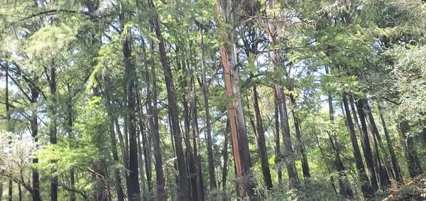 [Movie: Lightning struck this tree at mouth of Okapilco Creek, 14:53:17, 30.7585452, -83.4931200 (24M)]