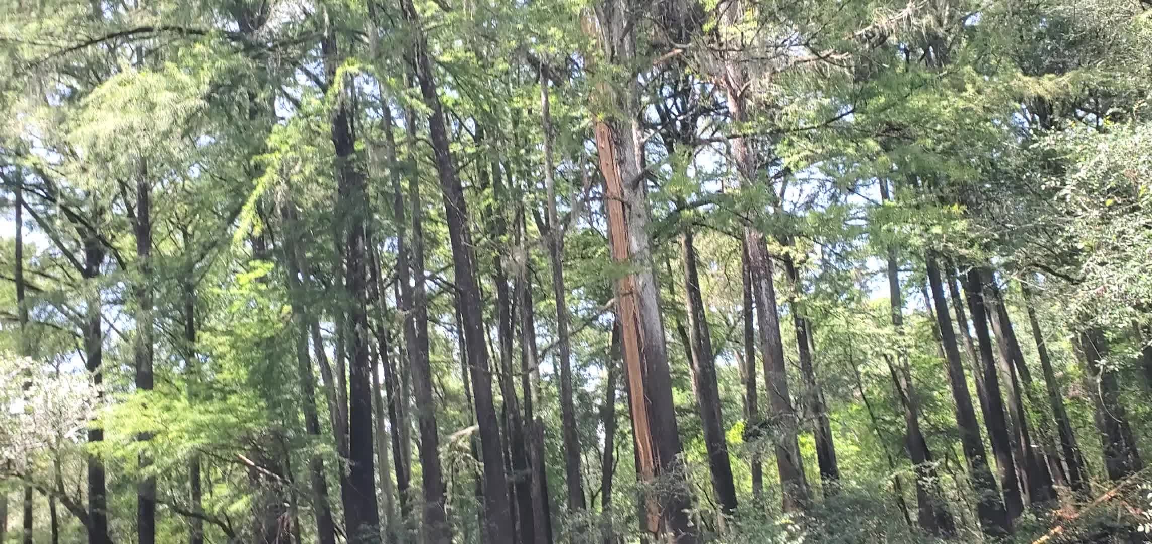 Movie: Lightning struck this tree at mouth of Okapilco Creek, 14:53:17, 30.7585452, -83.4931200 (24M)