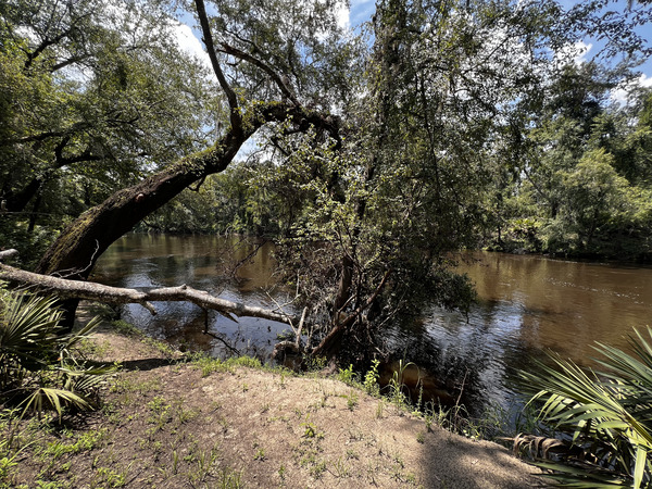 [Holly Point, Withlacoochee River @ NE Withla Bluffs Way 2024-08-01]