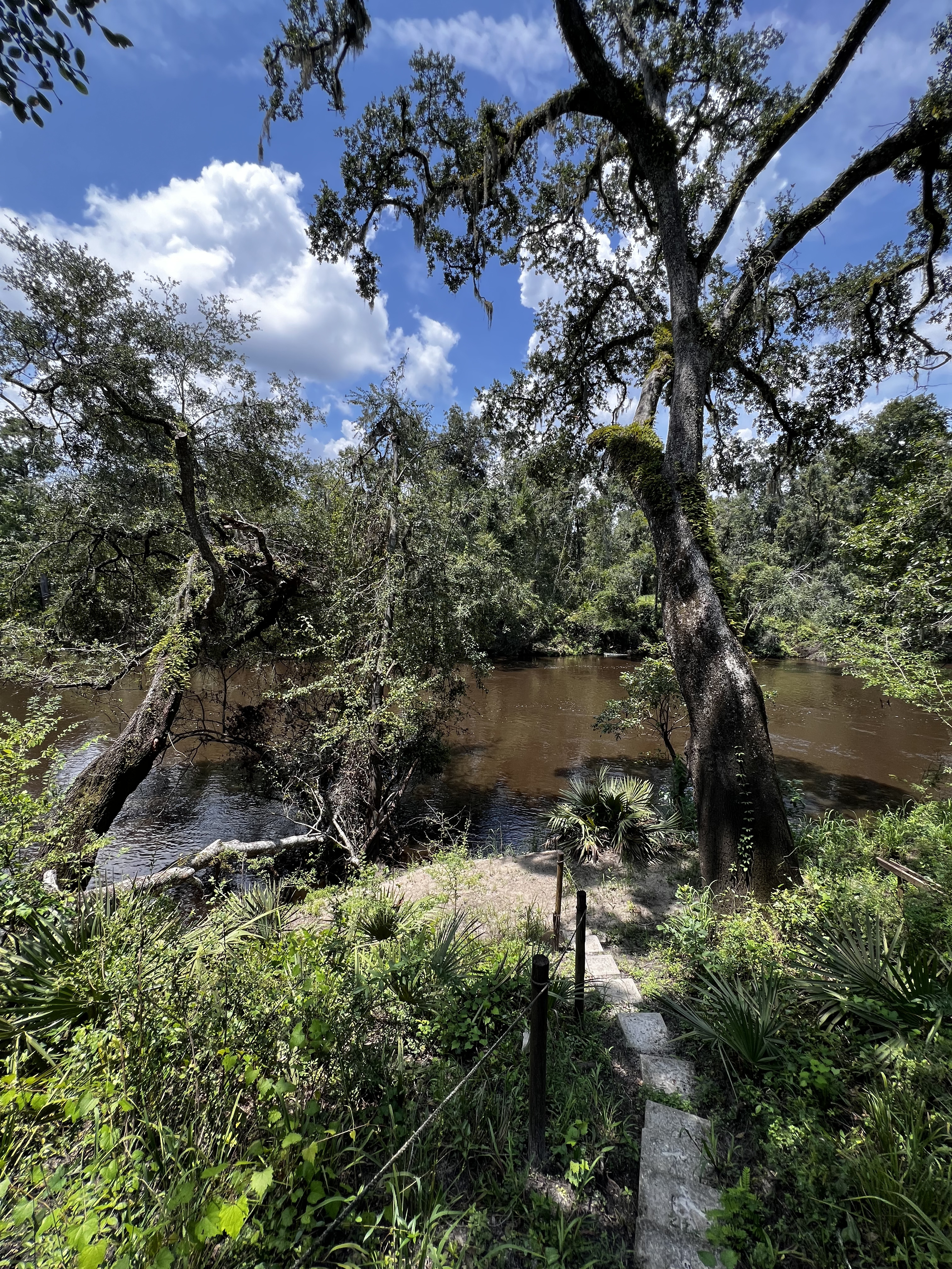 Holly Point other, Withlacoochee River @ NE Withla Bluffs Way 2024-08-01